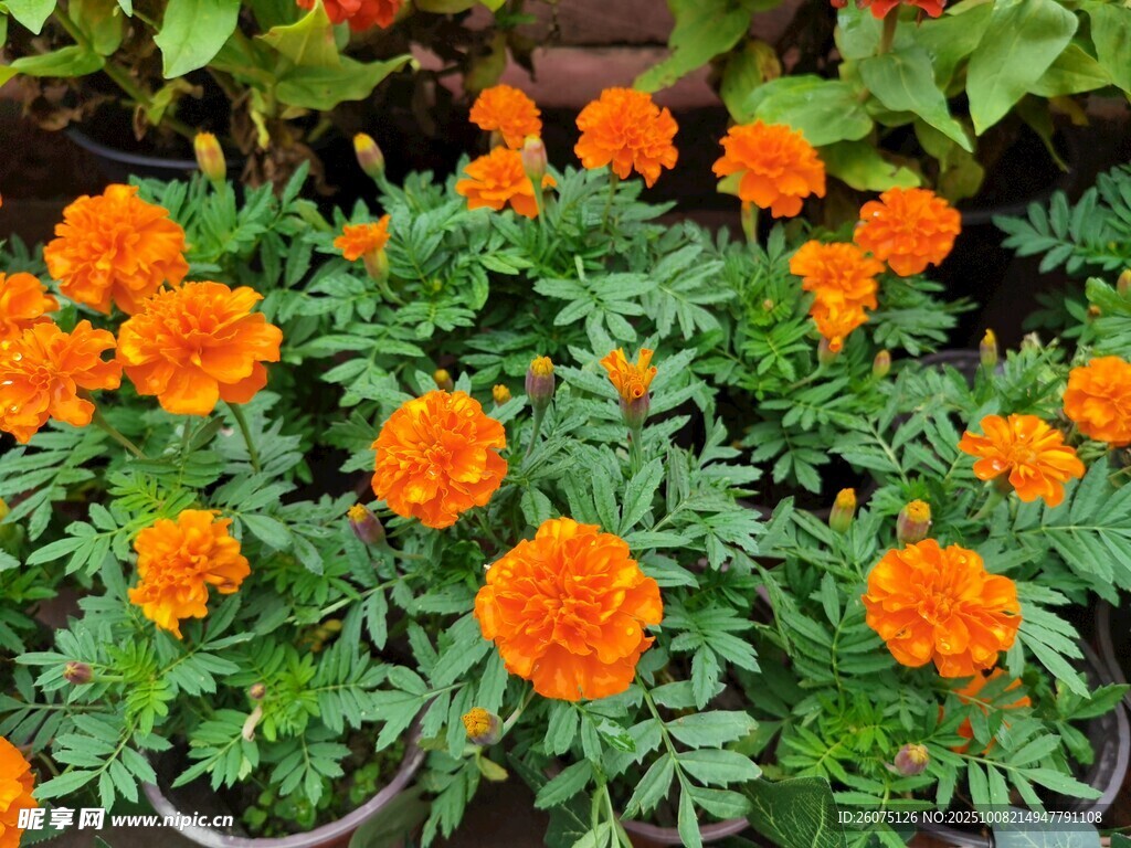 盆栽万寿菊绽放鲜艳花朵