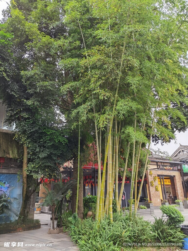 庭院中的翠绿竹林景观