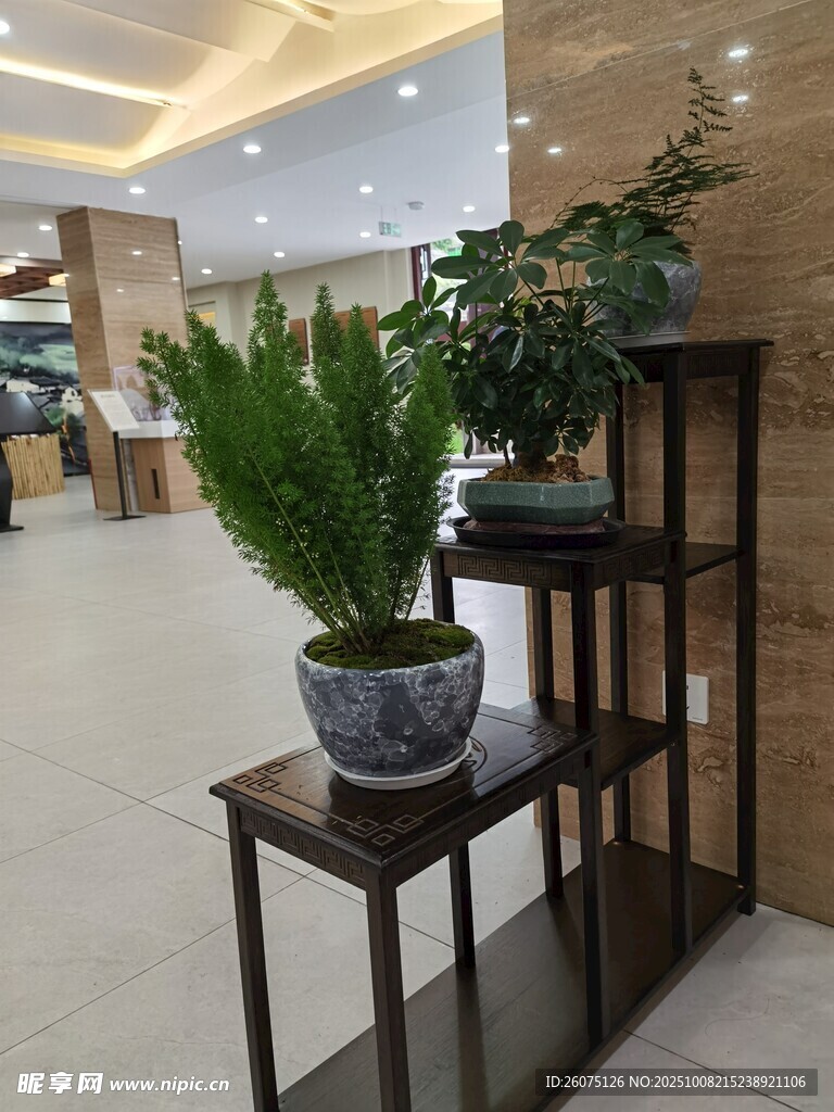 室内绿植装饰场景