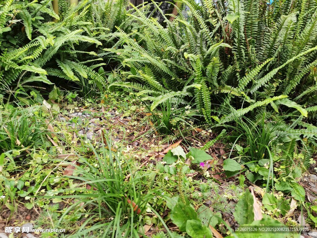 野外繁茂的蕨类植物景观