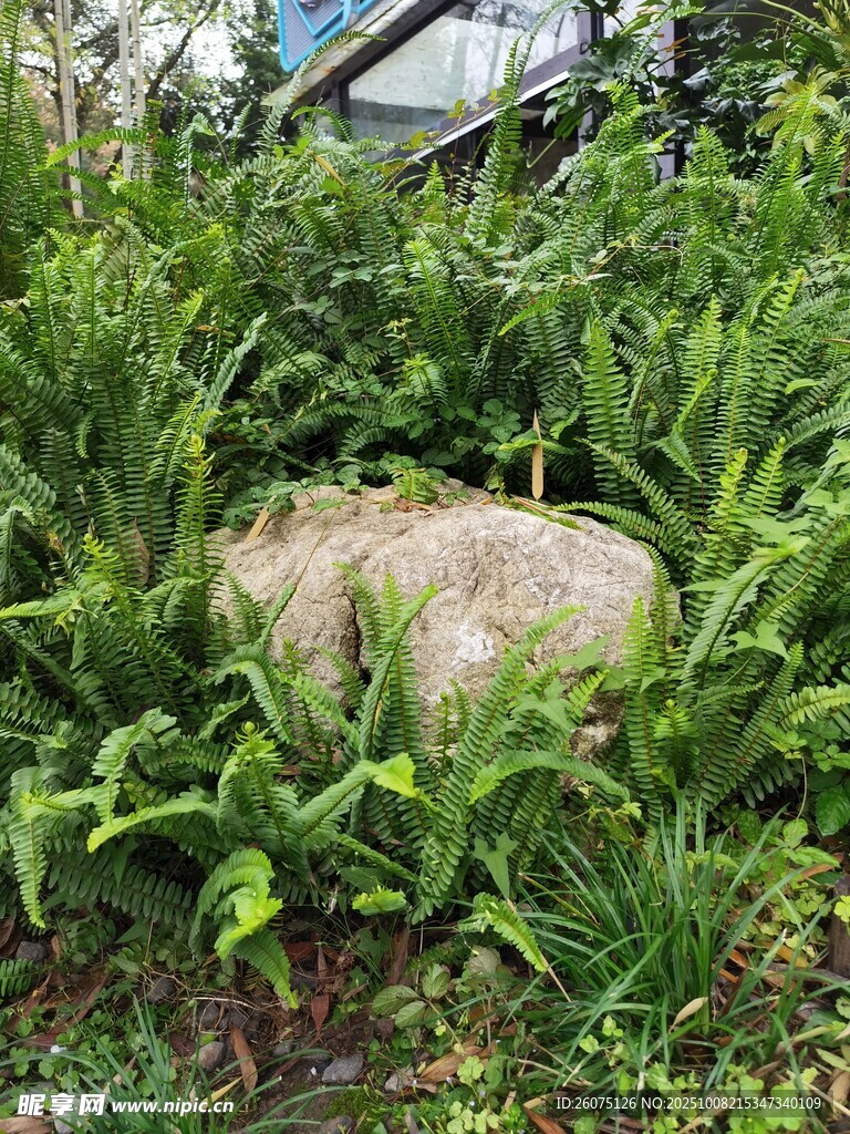 草丛中的大石头
