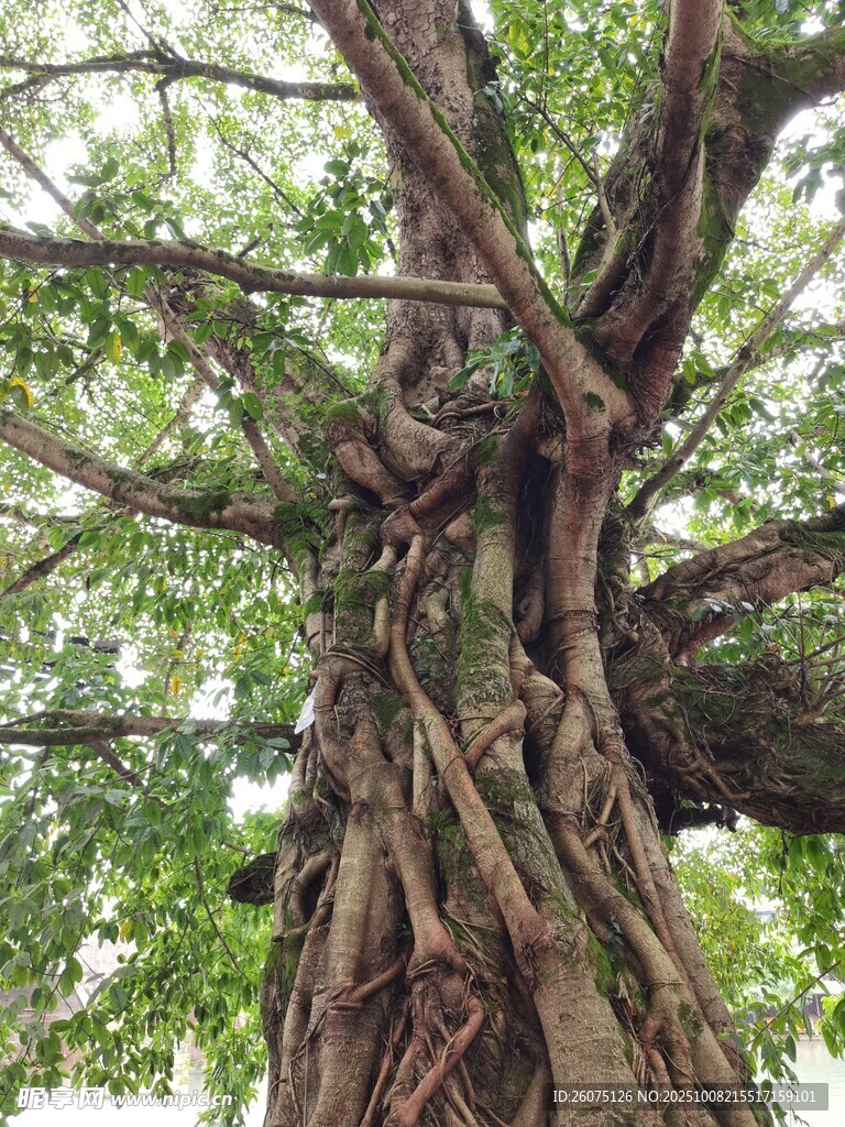 古老盘绕的粗壮榕树树干