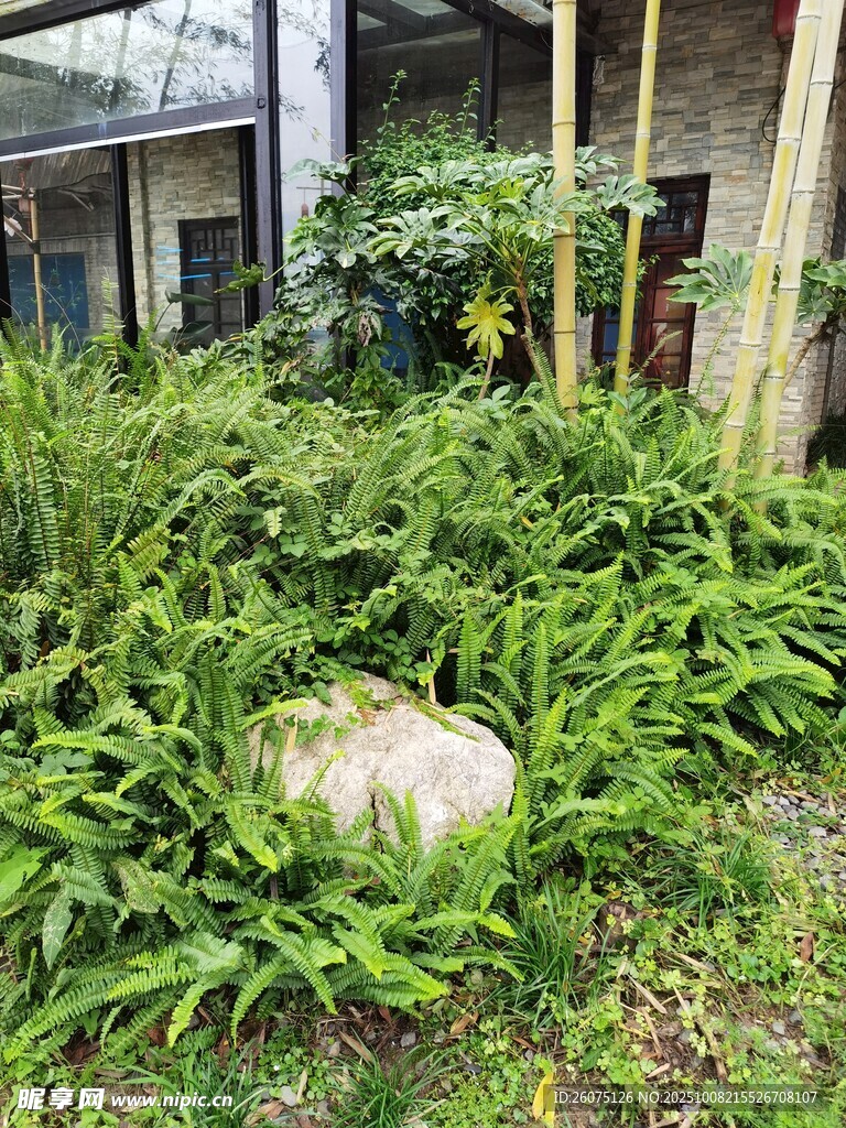 庭院绿植景观中的大石