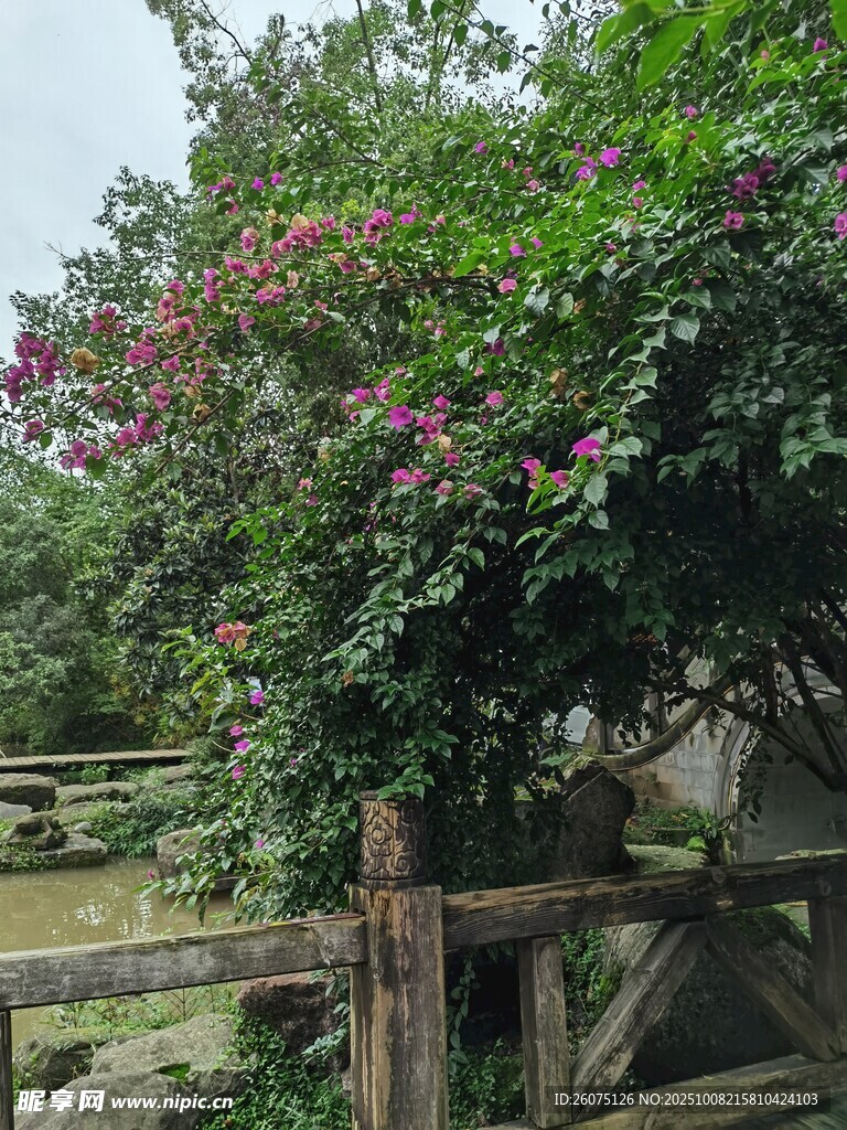 木栅栏旁繁茂的开花绿植