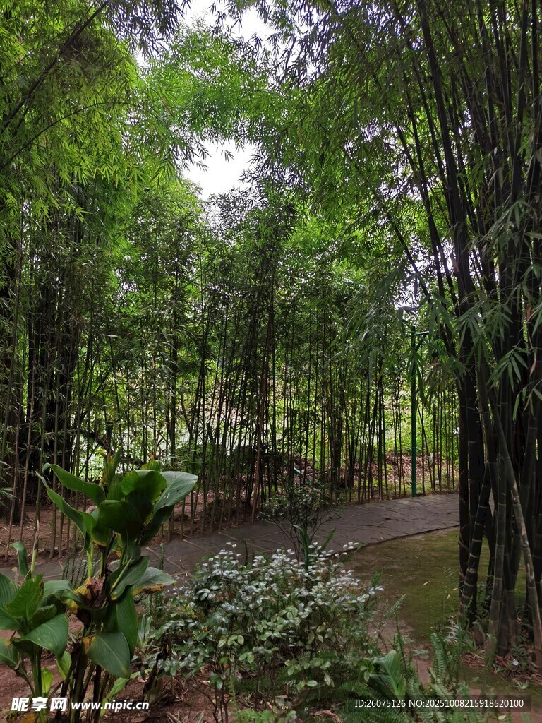 竹林间的静谧小道