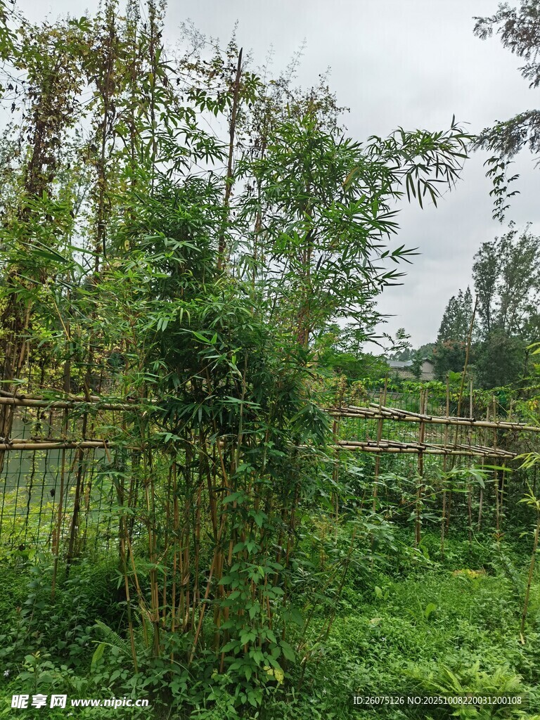 繁茂绿植环绕的户外场景