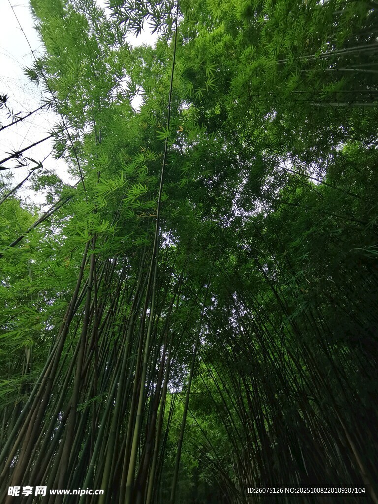 翠绿竹林仰视图