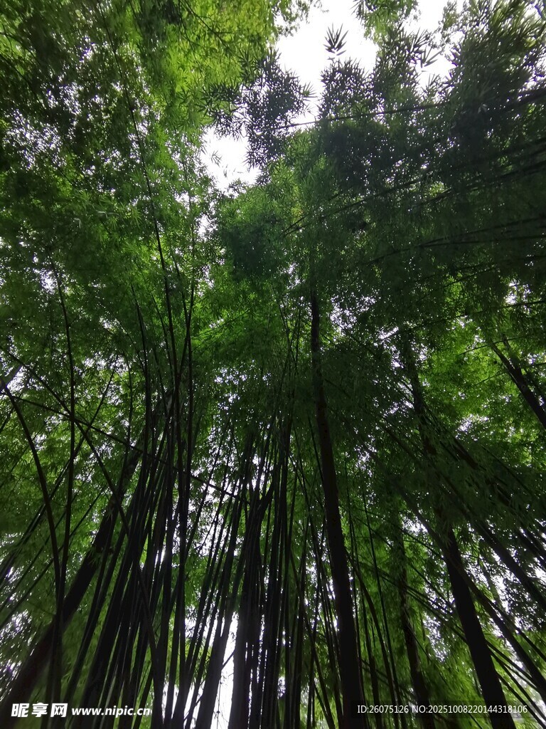 翠绿竹林仰拍美景