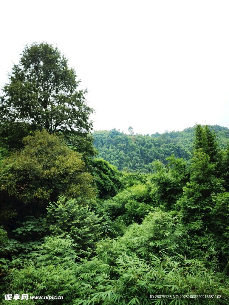 郁郁葱葱的山林景观
