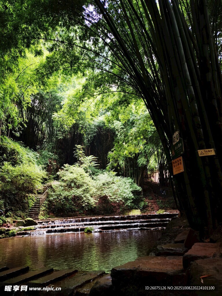 竹林环绕的静谧水边景致