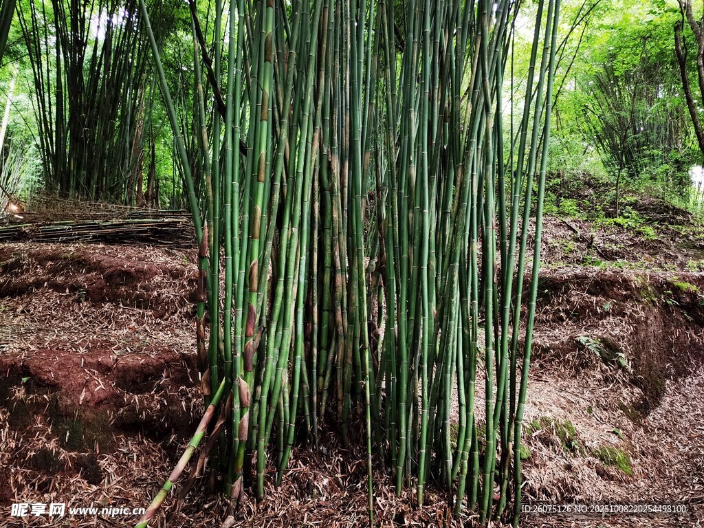 翠绿竹林自然清新景致