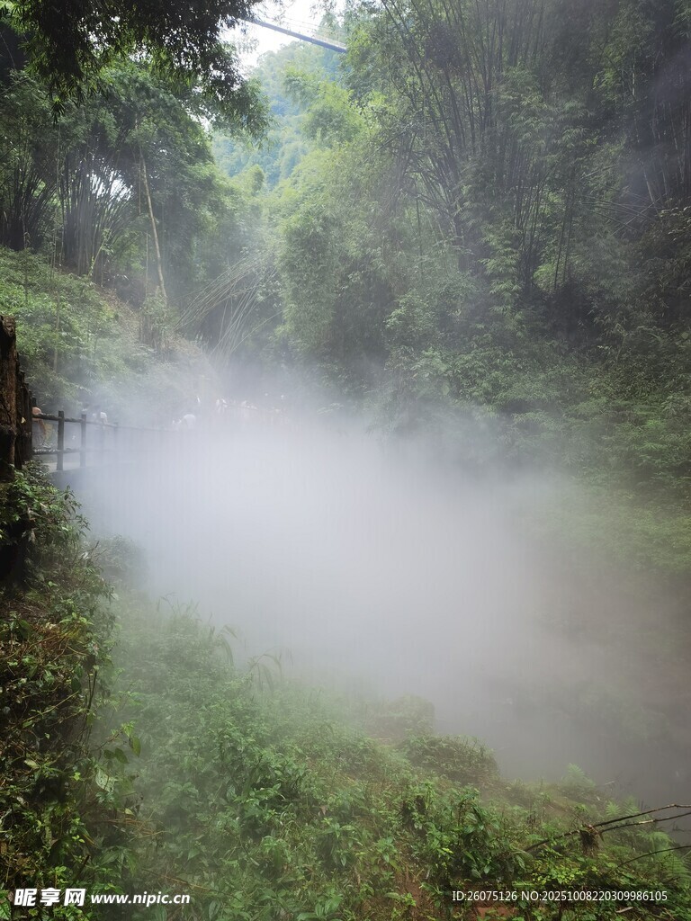 林间薄雾弥漫的清幽小径