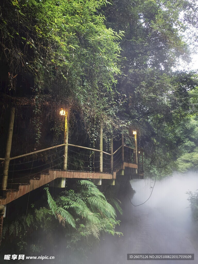 雨林中的梦幻木质栈道