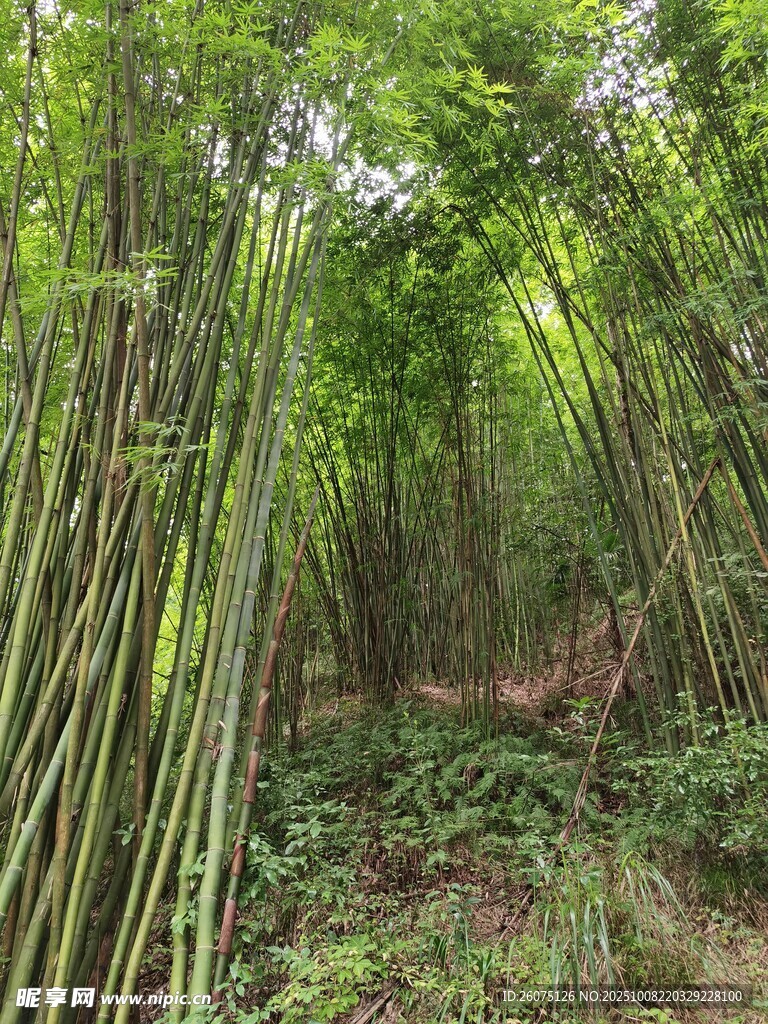 竹林深处的自然景致