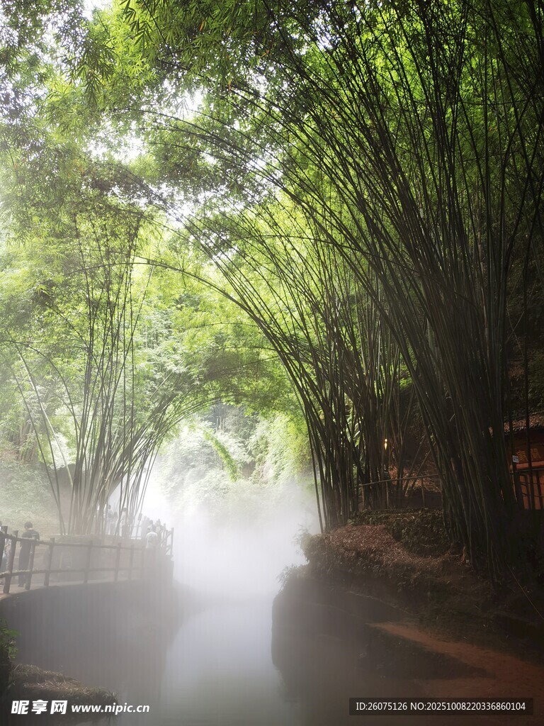 竹林晨雾中的静谧小道