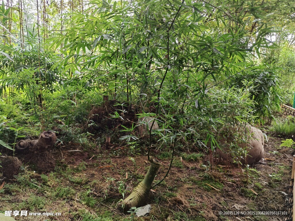 山林间的葱郁树木