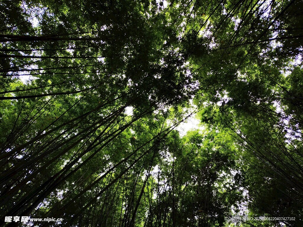 仰望茂密翠绿的竹林