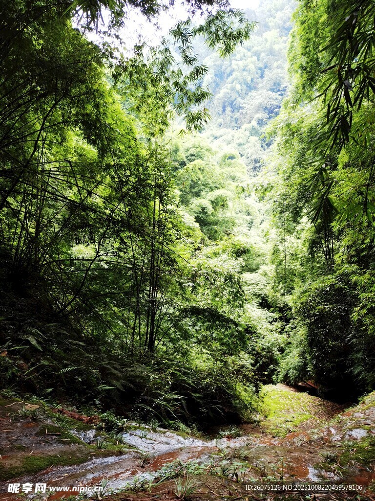 山林幽径绿意盎然的自然景