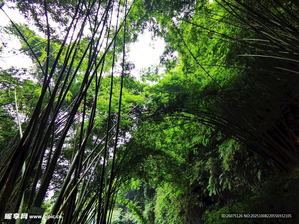 翠绿竹林阳光洒落之景