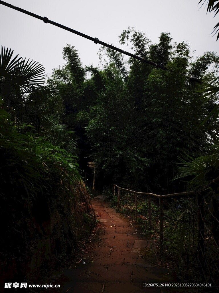 山间小径旁的葱郁植被