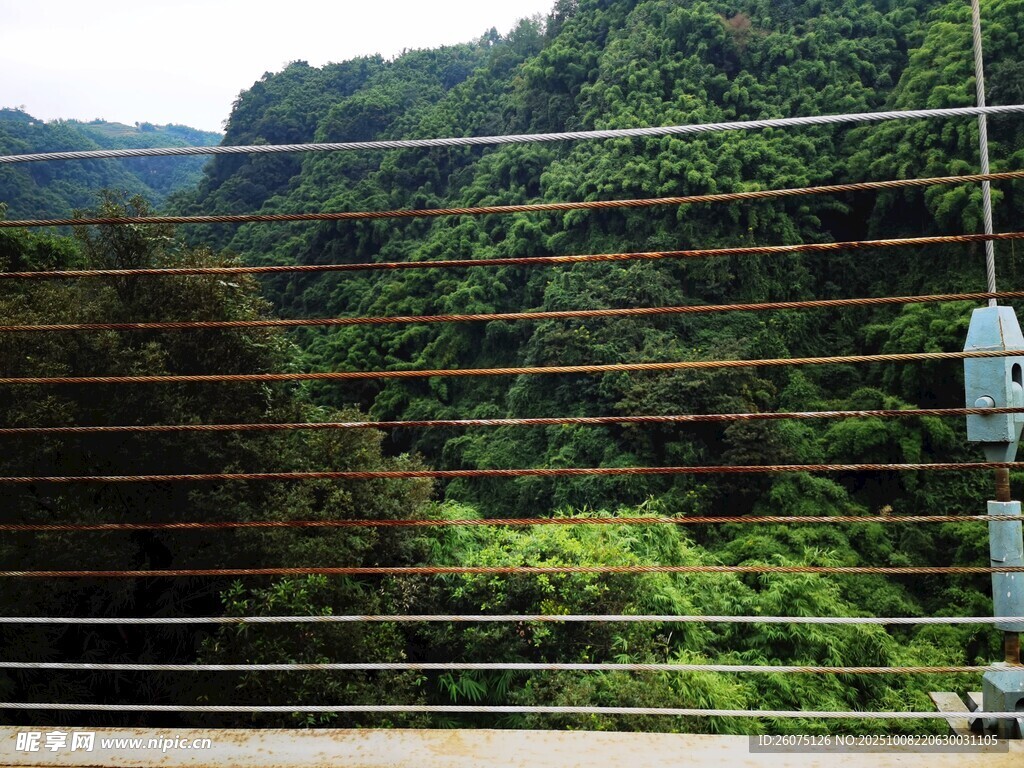 山间公路旁的绿色景致