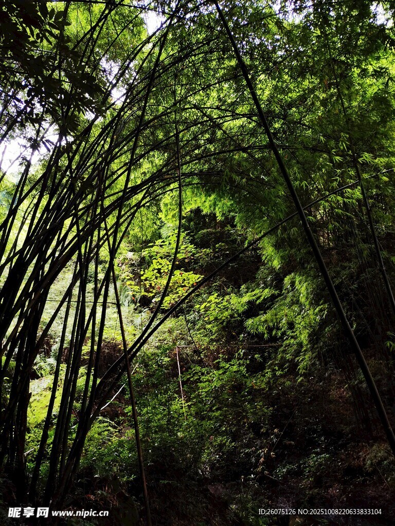 茂密竹林绿意盎然