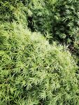 翠绿繁茂的绿植景观
