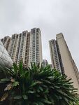 高楼林立间的绿植景观
