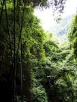 茂密翠绿的山间竹林景观