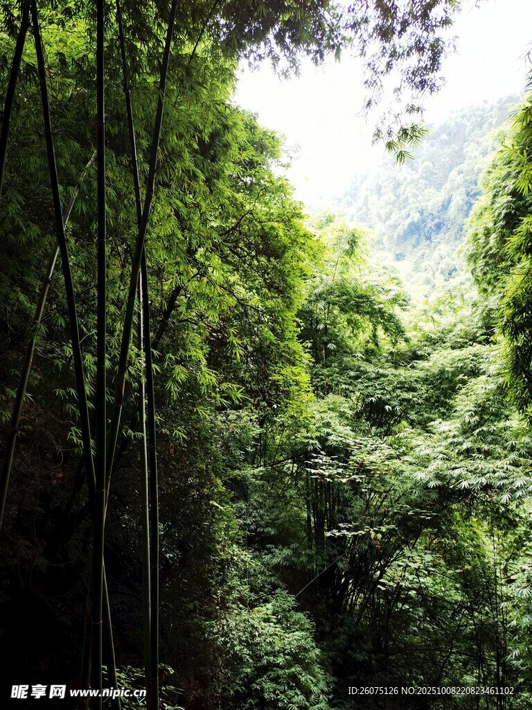 茂密翠绿的山间竹林景观