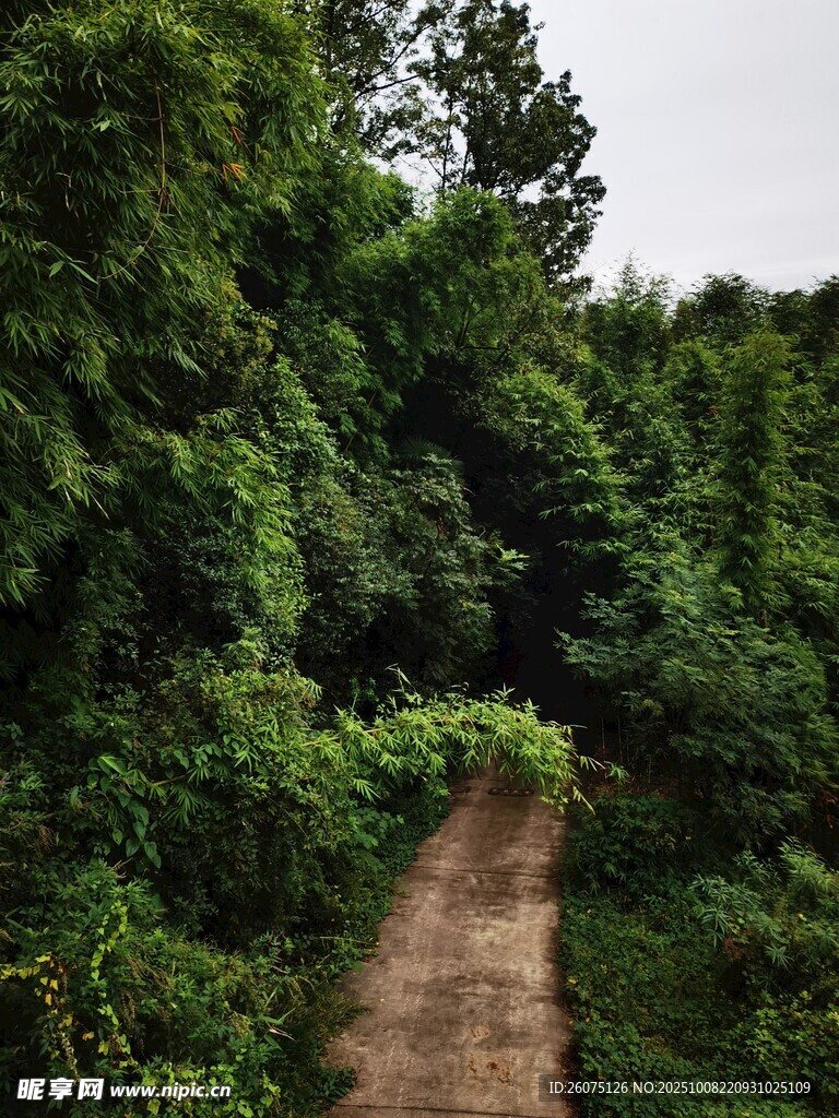 林间小径绿意盎然的通道