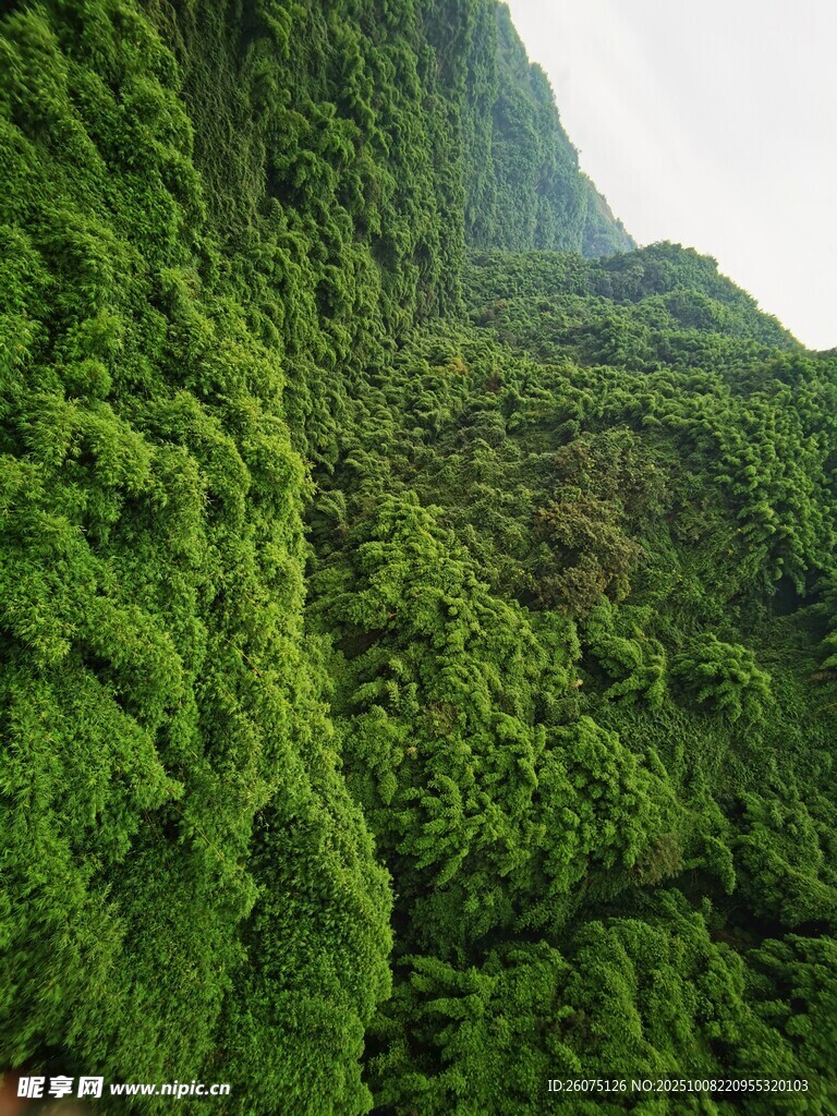 翠绿繁茂的垂挂植物景观