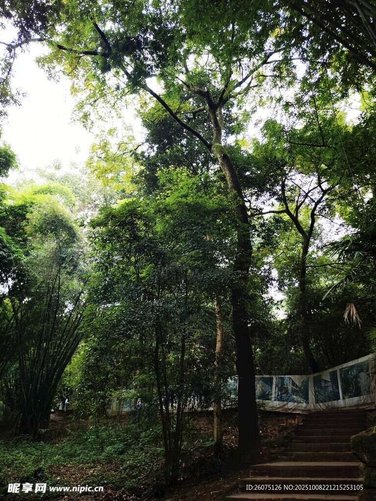 阳光洒落林间的静谧步道