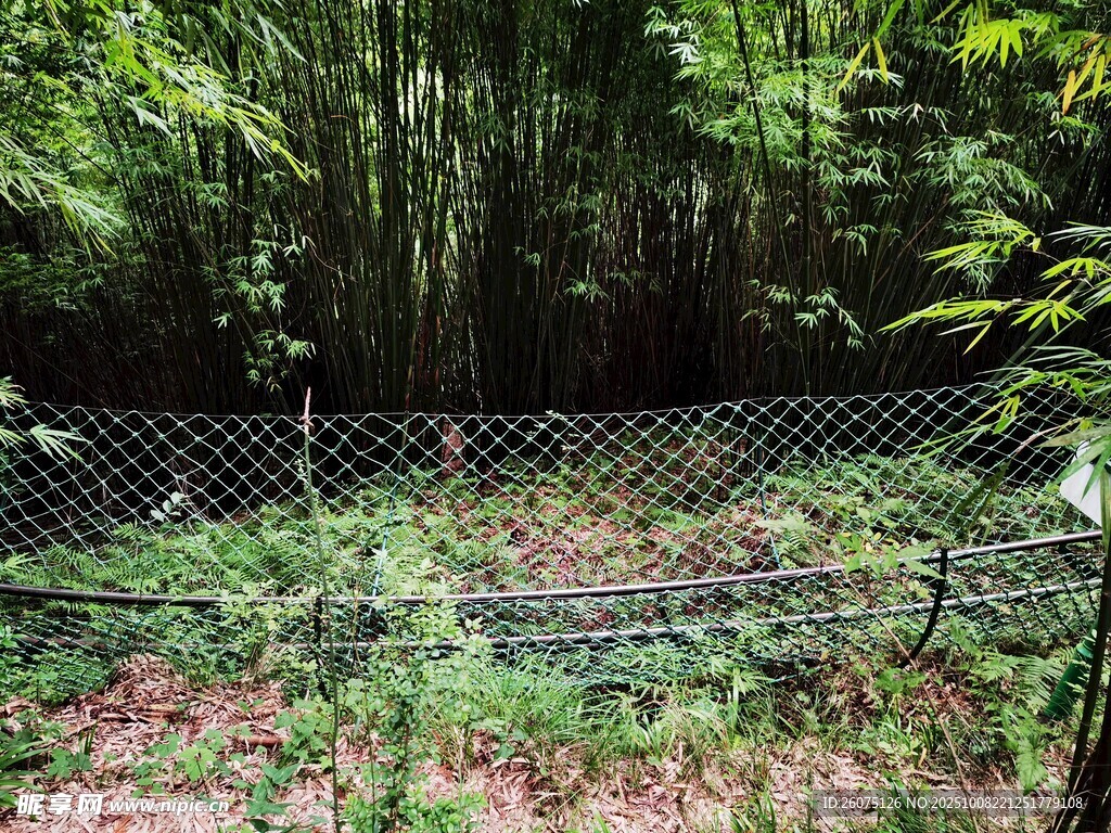 林间围栏轨道与繁茂植被景观