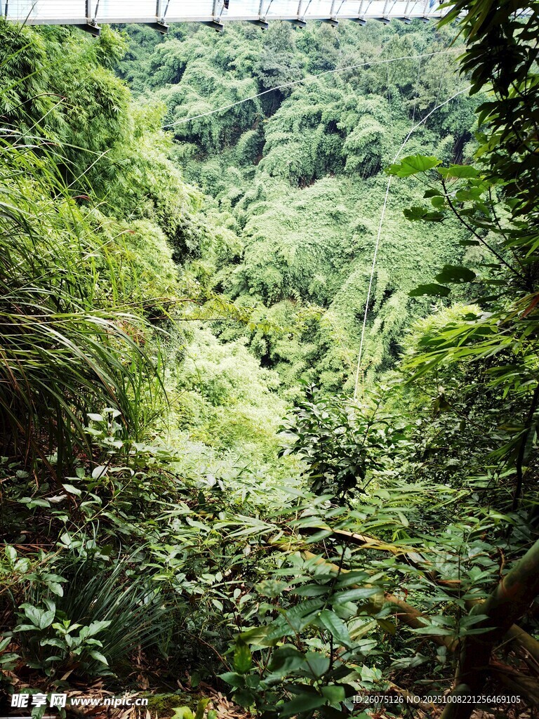 茂密丛林绿意盎然景观