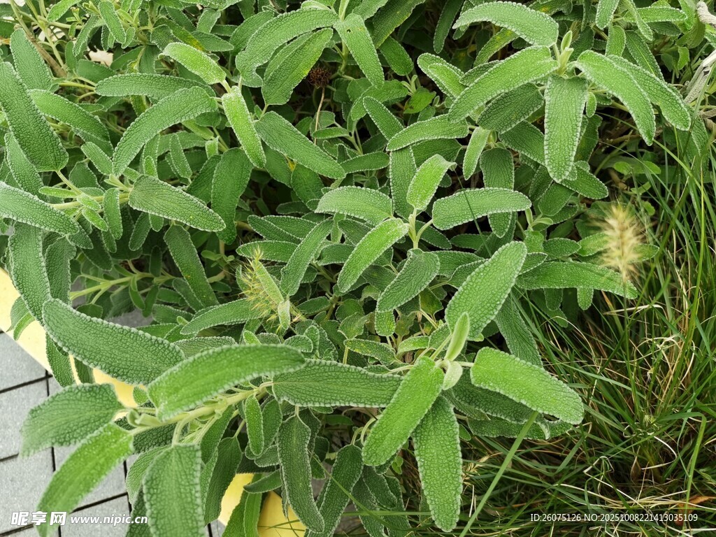 绿叶繁茂的清新植物