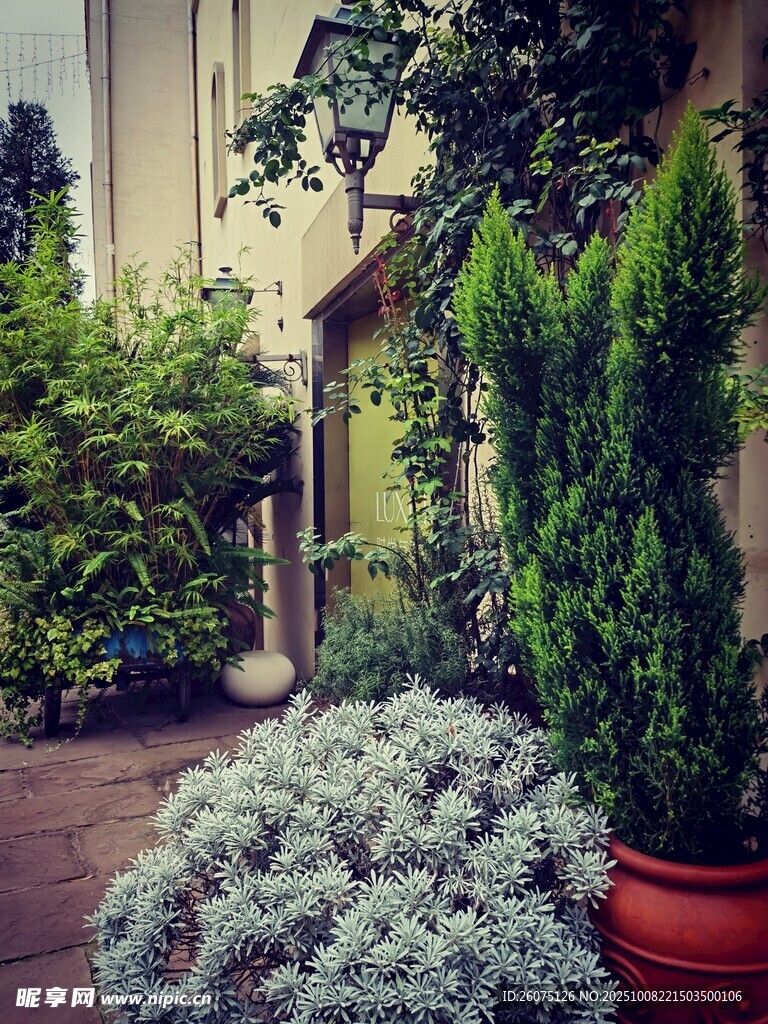 庭院绿植景观清新雅致