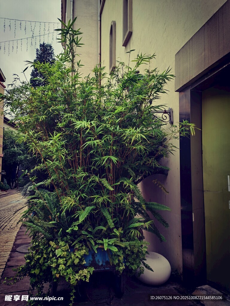 门前绿植营造自然小角落