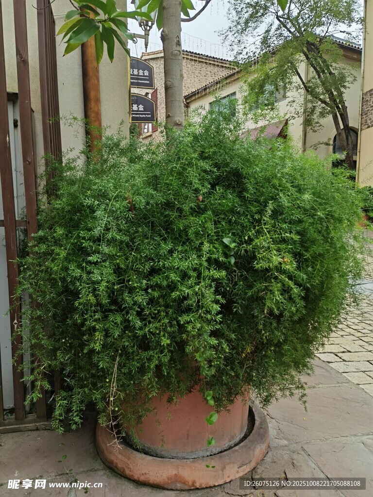 陶盆绿植装点户外角落