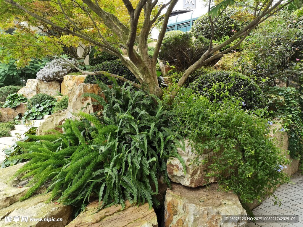 庭院绿植景观