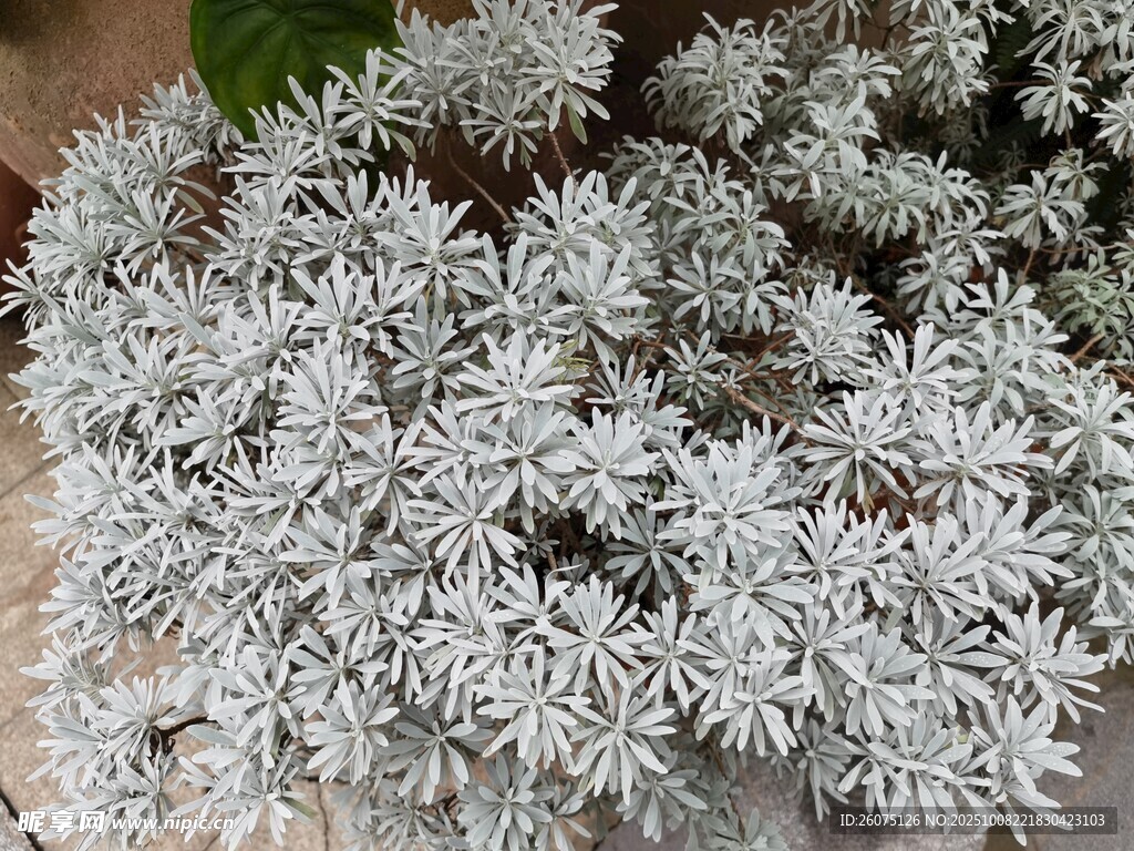 银叶菊特写