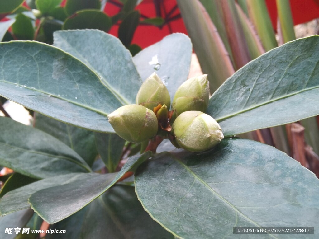 绿叶间的花苞