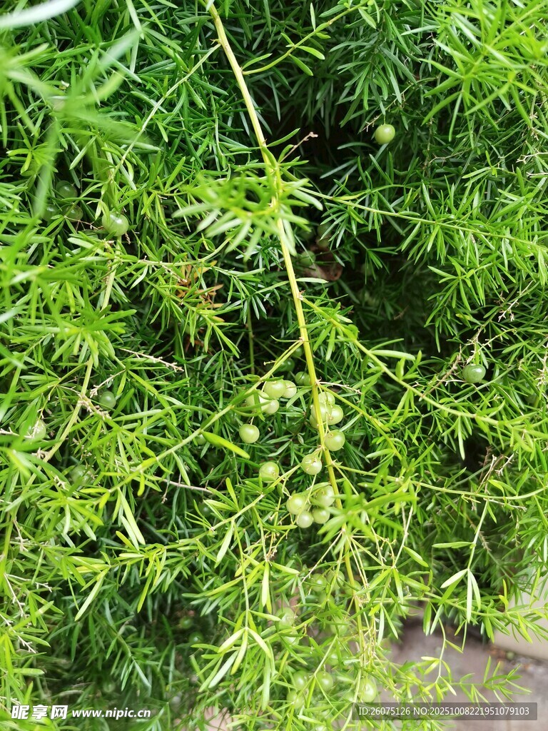 翠绿枝叶间的清新景致