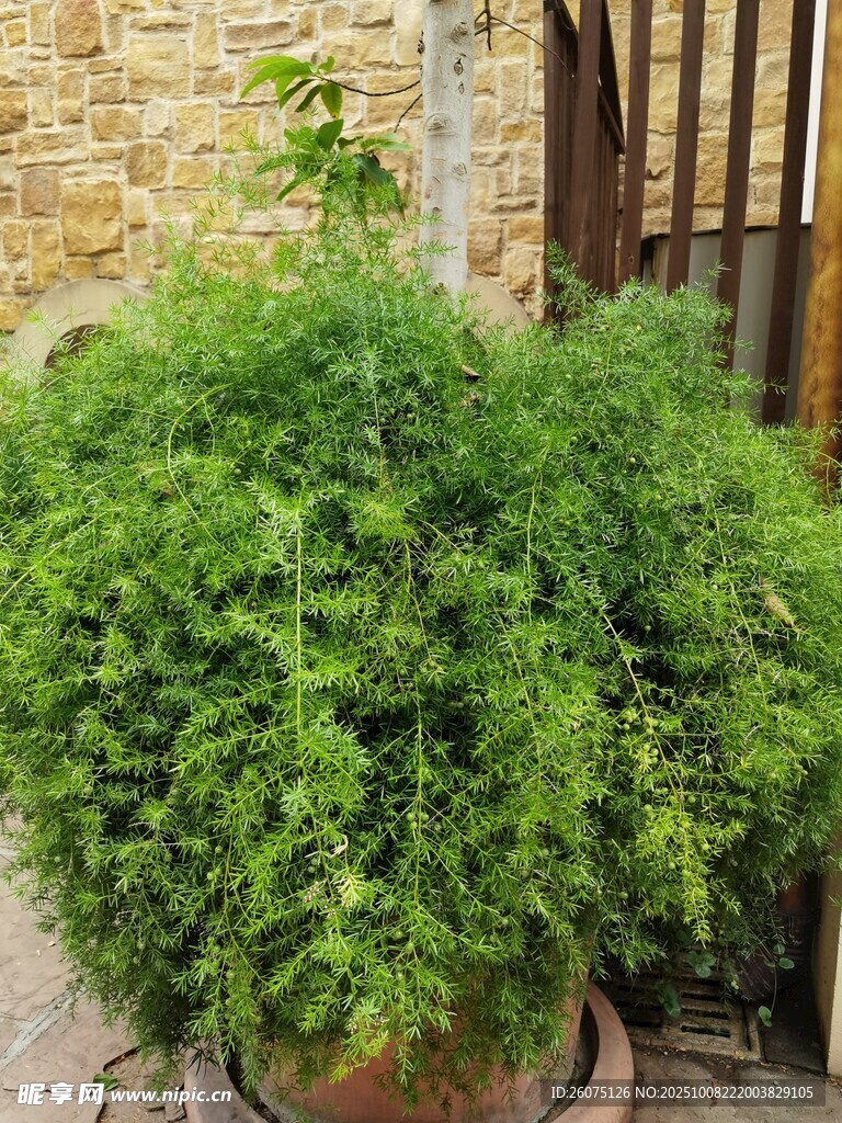 茂盛绿植盆栽置于庭院中