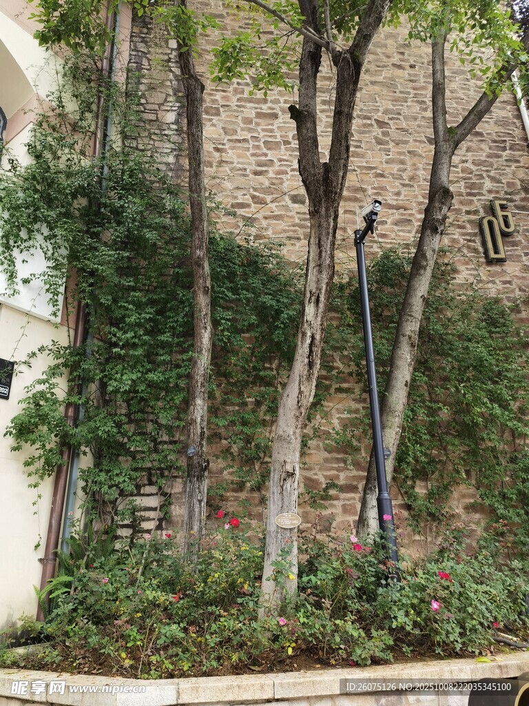 城市街边的树木绿植景观