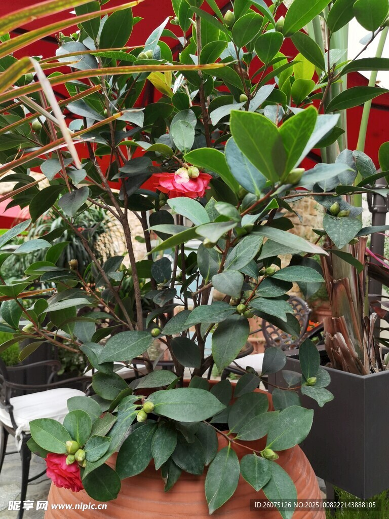 室内绿植盆栽展示