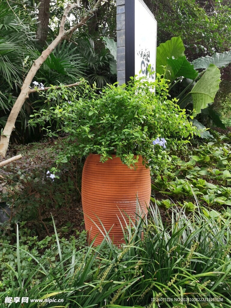 陶盆绿植点缀户外景致