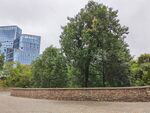 城市中绿树与现代建筑景观