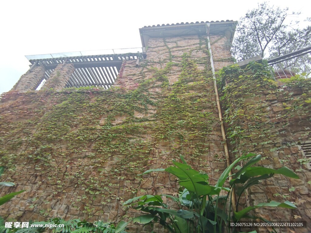长满绿植的古老建筑墙面