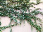 绿色藤蔓装饰墙面植物